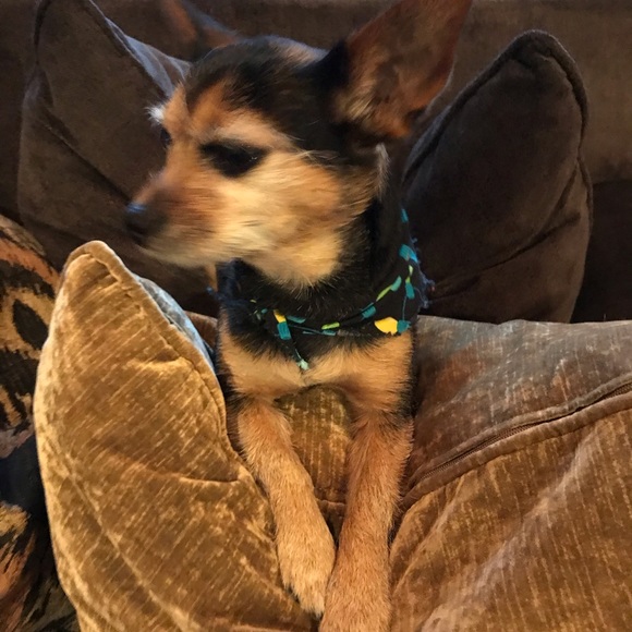 What Lola wants🎁❤️🎁 - Picture 2 of 5